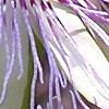 Passiflora incarnata, flowers