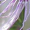 Passiflora incarnata, flowers