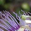 Passiflora incarnata, flowers