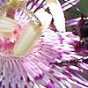Passiflora incarnata, flowers