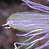 Passiflora incarnata, flowers