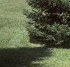 Abies balsamea, habit