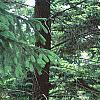 Abies bornmuelleriana, habit