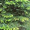 Abies bornmuelleriana, habit