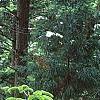 Abies bornmuelleriana, habit