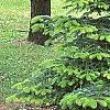 Abies bornmuelleriana, habit