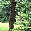 Abies bornmuelleriana, habit