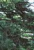 Abies bornmuelleriana, habit