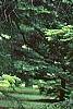 Abies bornmuelleriana, habit