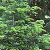 Abies bornmuelleriana, habit
