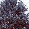 Abies concolor 'Argentea', habit