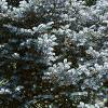 Abies concolor 'Candicans', habit