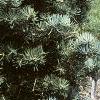 Abies concolor 'Compacta', habit