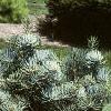 Abies concolor 'Compacta', habit