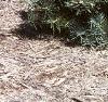 Abies concolor 'Compacta', habit