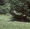 Abies fraseri, habit