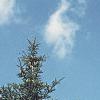Abies fraseri, habit