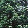 Abies grandis, habit