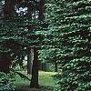 Abies grandis, habit