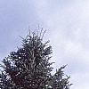 Abies holophylla, habit