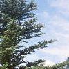 Abies homolepis, habit
