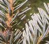 Abies homolepis, leaves