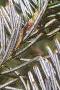 Abies homolepis, leaves