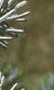 Abies homolepis, leaves