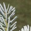 Abies homolepis, leaves