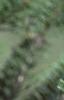 Abies koreana, fruit