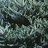 Abies koreana 'Hoerstmans Silberlocht', habit