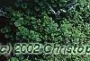 Abies koreana 'Hoerstmans Silberlocht', habit