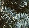 Abies lasiocarpa var. arizonica, leaves