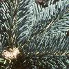 Abies lasiocarpa var. arizonica, leaves