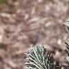 Abies lasiocarpa var. arizonica, leaves