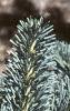 Abies lasiocarpa var. arizonica, leaves