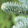 Abies magnifica, leaves