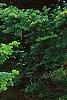 Abies sibirica, habit