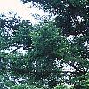 Abies sibirica, habit