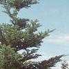 Abies veitchii, habit