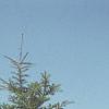 Abies veitchii, habit