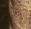 Abies veitchii, bark