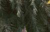Cedrus deodara 'Silver Mist', habit