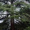 Cedrus libani, habit
