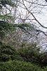 Cedrus libani, habit