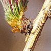 Larix decidua, flowers