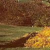 Larix decidua 'Pendula', fall color