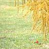 Larix decidua ssp. polonica, fall color