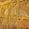Larix decidua ssp. polonica, fall color