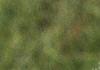 Larix laricina, leaves